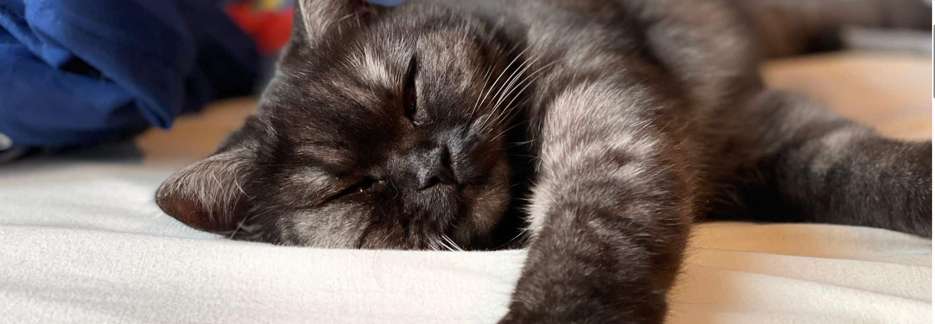 Slapende kat